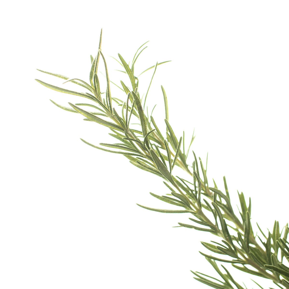 Rosemary