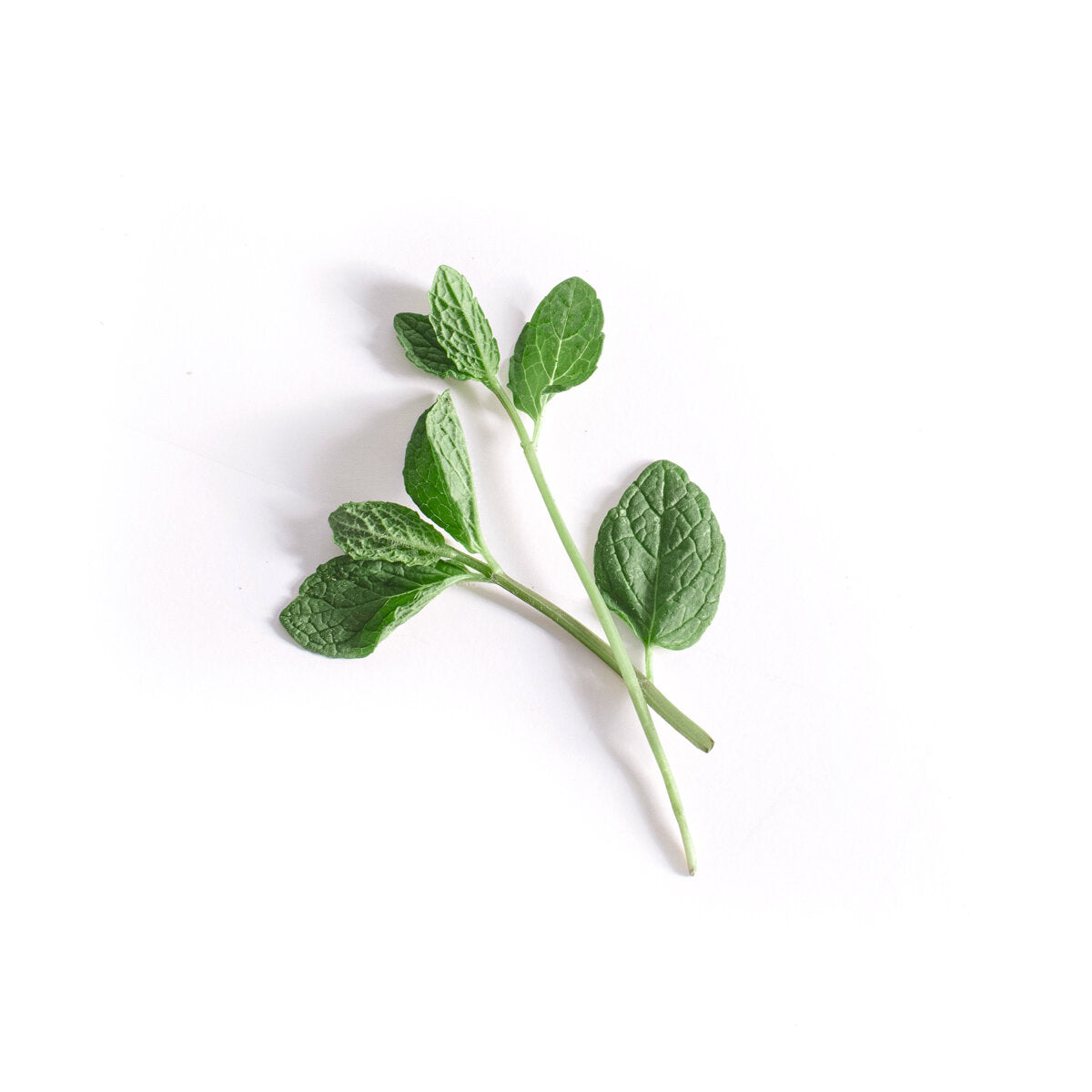 Spearmint sprig