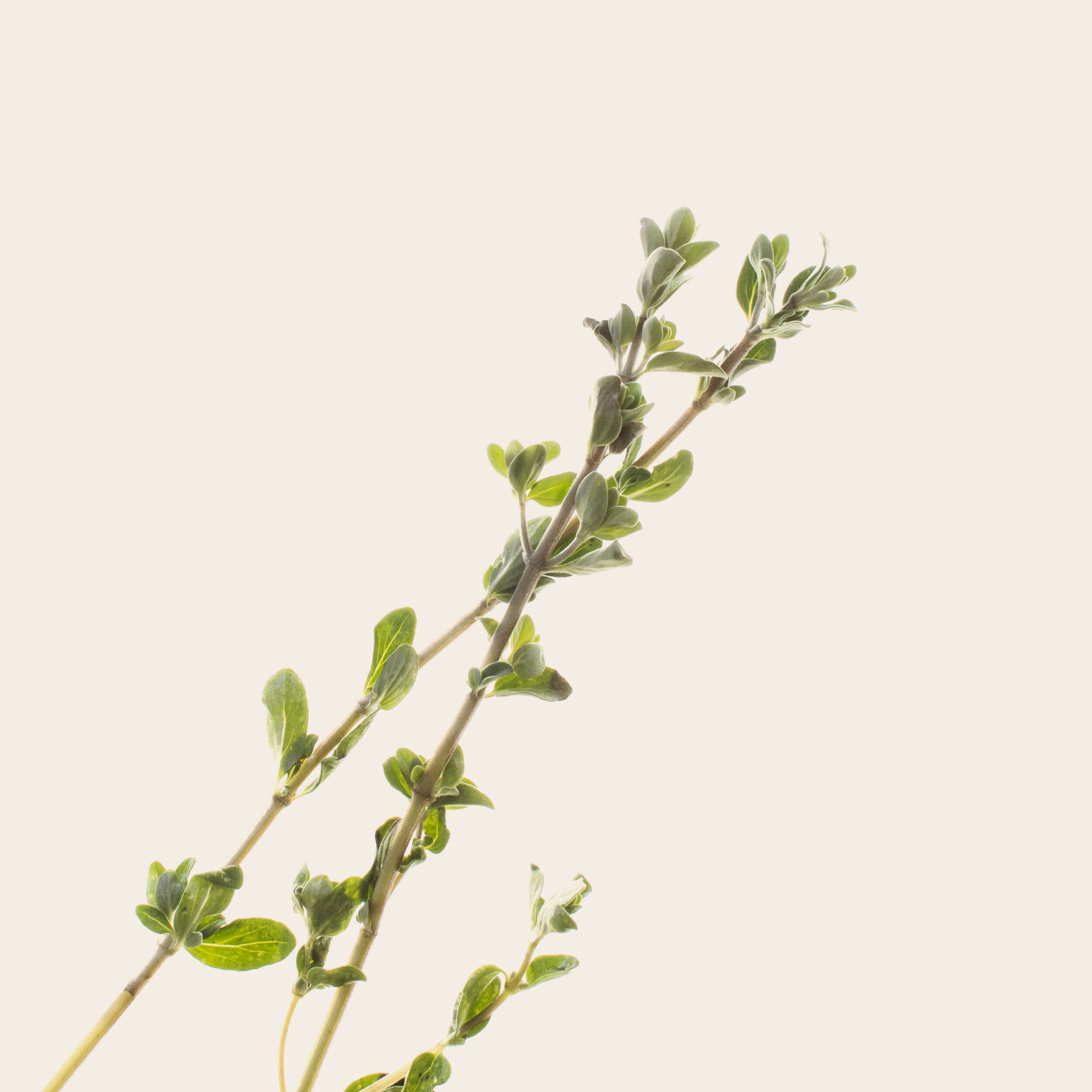 Marjoram